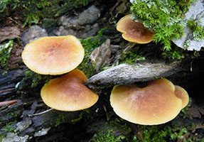 Flammulina velutipes.